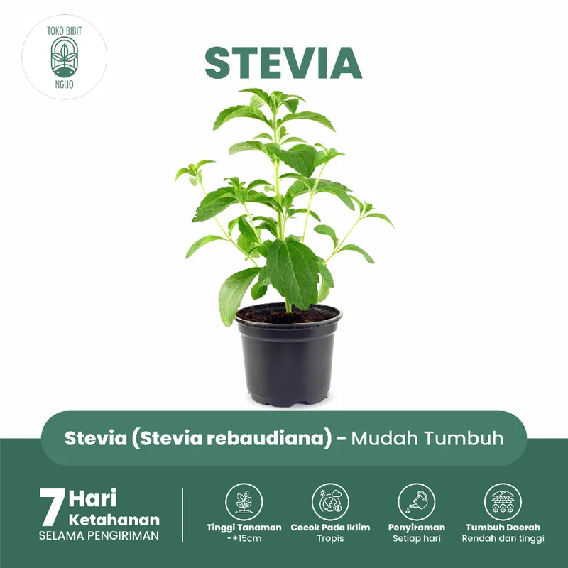 BIBIT TANAMAN STEVIA